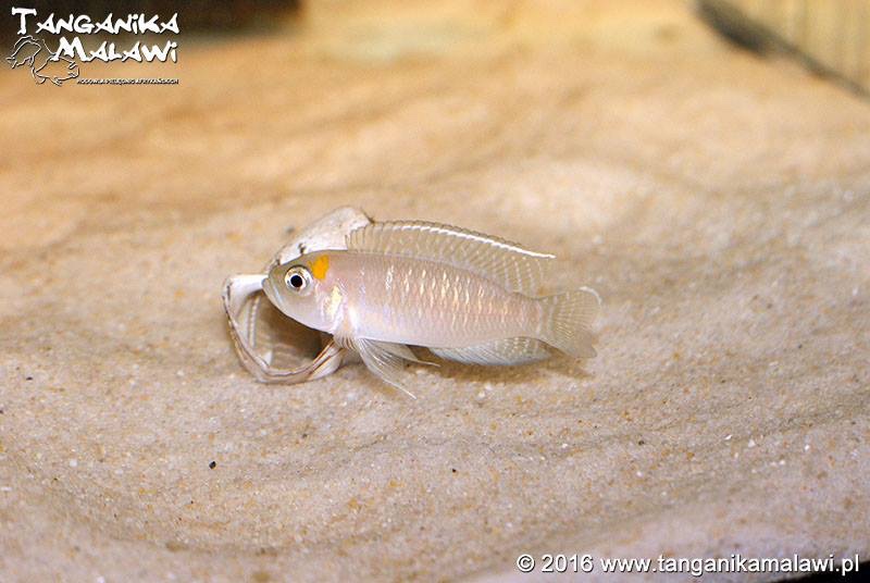 Neolamprologus brevis 'Cape Chaitika'